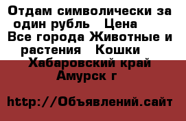 Отдам символически за один рубль › Цена ­ 1 - Все города Животные и растения » Кошки   . Хабаровский край,Амурск г.